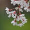 南瀧不動尊の枝垂れ桜　Ⅲ