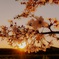 cherry blossoms 