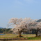 夫婦桜