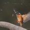 Landing