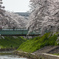 佐保川の桜