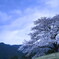 孤高の桜