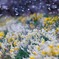 なごり雪でしょうか