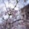 東寺と桜