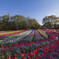 Tulip line