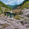 櫻　旅　　.6