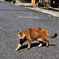 ドキュメント猫　＃１