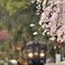 枝垂桜が咲く駅へ