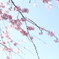 さくら