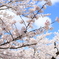 花見