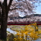 春彩夏井川 2