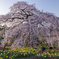 安国寺の枝垂れ桜2