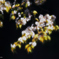 pogomonophotosono00024