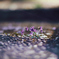 pogomonophotosono00025