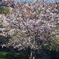pogomonophotosono00036