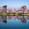 堤の桜