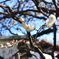 寒桜