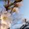 桜　