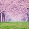 桜並木