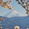 桜と富士山