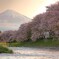 富士山と桜