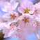 青空の桜