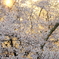 夕日と桜