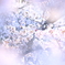 白い桜