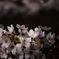 桜その１