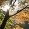 逆光紅葉