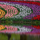 花 飾 羽