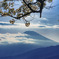 富士山と大島桜