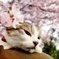 わが家の桜と (goma)