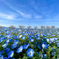 Blue & Blue
