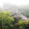霧雨の桜