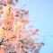 夕日に染まった桜