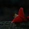 bounties of nature