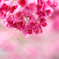 緋寒桜