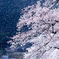 桜吹雪　煌めき
