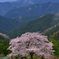 峠の一本桜
