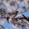 桜アルバム④