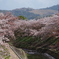 桜アルバム②