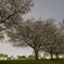 見納めの夜桜