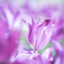 さて、何の花でしょう？