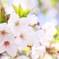 日向桜