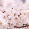 花群れる