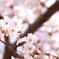 額縁に桜を