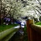 夜桜