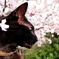わが家の桜と　(reo)