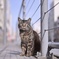 望郷キャット